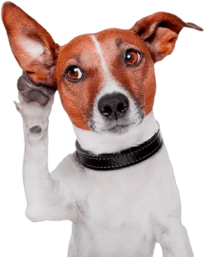 Perplexed Dog With One Ear Up PNG Image