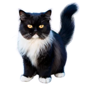 Persian Cat Picture Png Xhv21 PNG Image