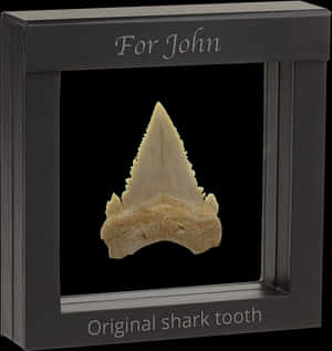 Authentic Shark´s Tooth Fossil - Framed Shark Tooth, HD Png Download PNG image with transparent background