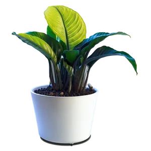 Pet-friendly Indoor Plants Png 06252024 PNG Image