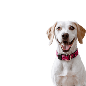 Pet Photography PNG 06112024 PNG image with transparent background