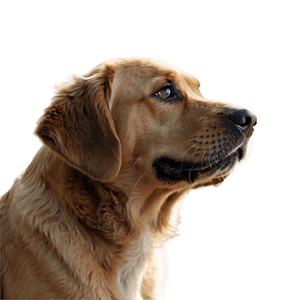 Pet Photography PNG upg PNG image with transparent background