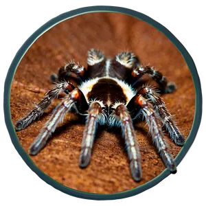 Pet Tarantula Care Guide Png Iih98 PNG Image