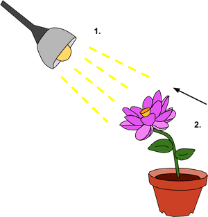 Photosynthesis Illustration PNG image with transparent background