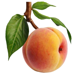 Pictorial Cute Peach Png 06252024 PNG Image