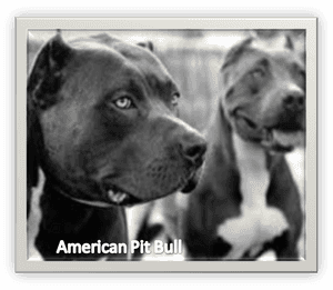 Picture - Pitbull Negro, HD Png Download PNG image with transparent background