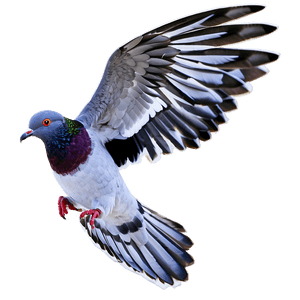 Pigeon Flying PNG 27 PNG image with transparent background