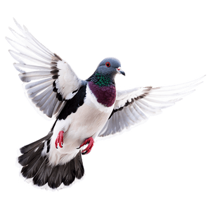 Pigeon Flying PNG fmu PNG image with transparent background