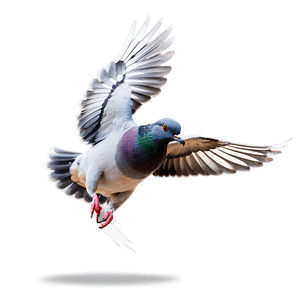 Pigeon Flying PNG lem50 PNG image with transparent background