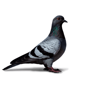 Pigeon Silhouette PNG 05242024 PNG image with transparent background