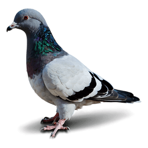 Pigeon Silhouette PNG 05242024 PNG image with transparent background