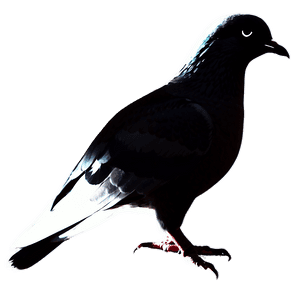 Pigeon Silhouette PNG 42 PNG image with transparent background