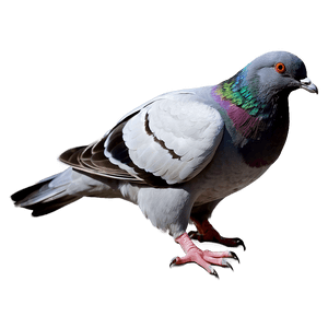 Pigeon Silhouette PNG 63 PNG image with transparent background