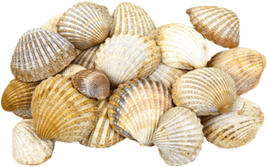 Cockle Seashell Light Clam - Seashell Png, Transparent Png PNG with transparent background