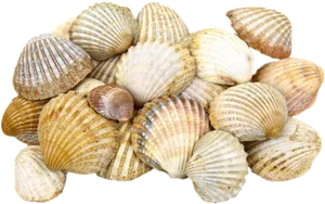 Pileof Clam Shells PNG Image