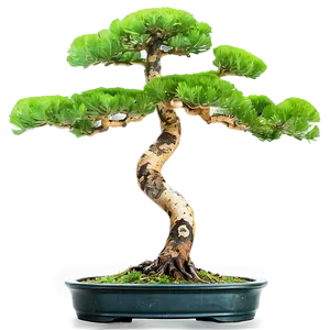 Pine Bonsai Tree Png 06202024 PNG Image