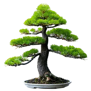 Pine Bonsai Tree Png Cja PNG Image