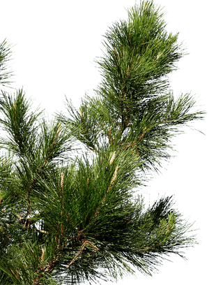 Clip Art Pine Spruce Cone Transprent - Pine Tree Branch Png, Transparent Png PNG