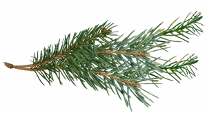 Pine Branch Green Needles.png PNG image with transparent background
