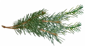 Pine Branch Green Needles.png PNG Image