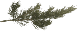 Pine Branch Isolated.png PNG image with transparent background