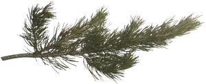 Pine Branch Isolated.png PNG Image