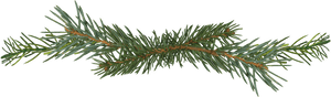 Pine Tree Branch Png, Transparent Png PNG with transparent background