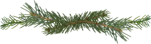 Pine Branch Isolated.png PNG Image