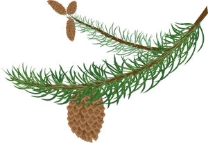 Pine Branchwith Cone PNG Image