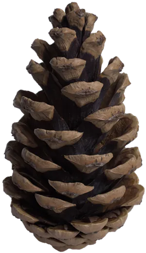 Pine Cone_ Closeup_ Texture PNG Image