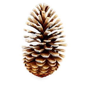 Pine Cone Illustration Png Uvs PNG Image