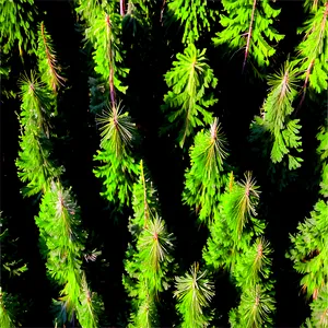 Pine Forest Aerial View Png Fij PNG Image