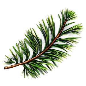 Pine Leaves PNG jyd4 PNG image with transparent background
