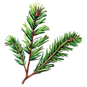 Pine Needle Close-up Png Gsl93 PNG Image