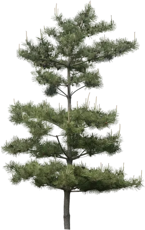 Pine Tree Isolatedon Transparent Background.png PNG Image