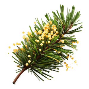 Pine Tree Pollen Cloud PNG 06132024 PNG with transparent background