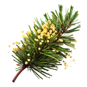 Pine Tree Pollen Cloud Png 06132024 PNG Image