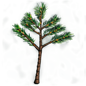Pine Tree Sapling PNG ert PNG with transparent background