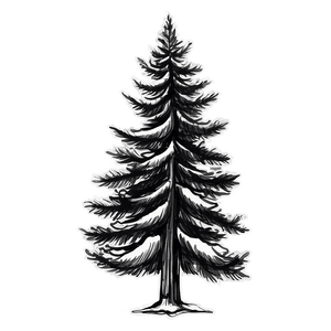 Pine Tree Sketch PNG qby14 PNG with transparent background