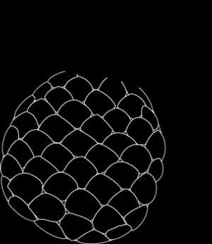 Pineapple Sketch Art PNG image with transparent background