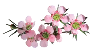 Pink Blossoms Transparent Background PNG Image