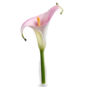 Pink Calla Lily Png Jdr PNG Image