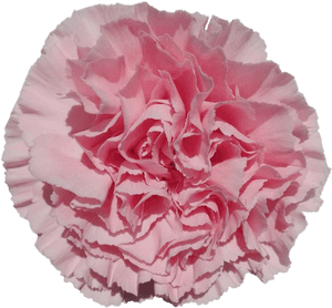 Ilusionae28ccb4 012a 0b26 Bb00 A7744acef18a - Carnation, HD Png Download PNG image with transparent background