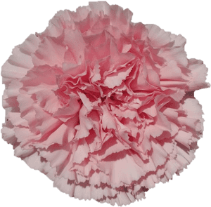 Doncellcd8ceffa F779 Db25 07cf B34b4372218d - Carnation, HD Png Download PNG image with transparent background