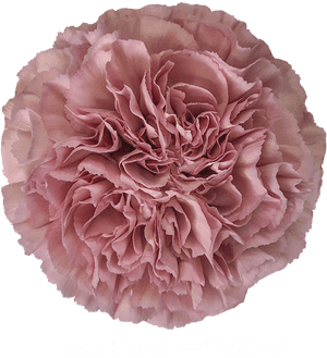 Carnation Lege, HD Png Download PNG image with transparent background