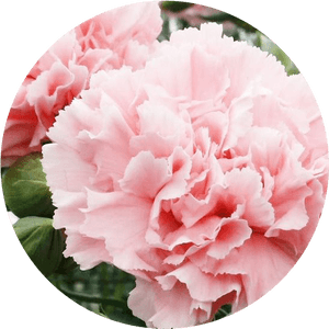 Birth Month Flowers And Their Meanings - Carnation La France, HD Png Download PNG image with transparent background