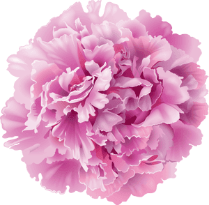 Clip Art Peony Flowers Png - Png Peonies, Transparent Png PNG image with transparent background