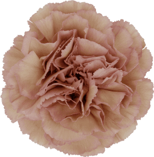 Dusty Pink Sim Carnation, HD Png Download PNG image with transparent background