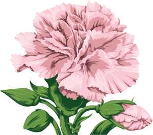 Transparent Background Pink Carnation Illustration, HD Png Download PNG image with transparent background