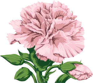 Pink Carnation Flower Illustration PNG Image